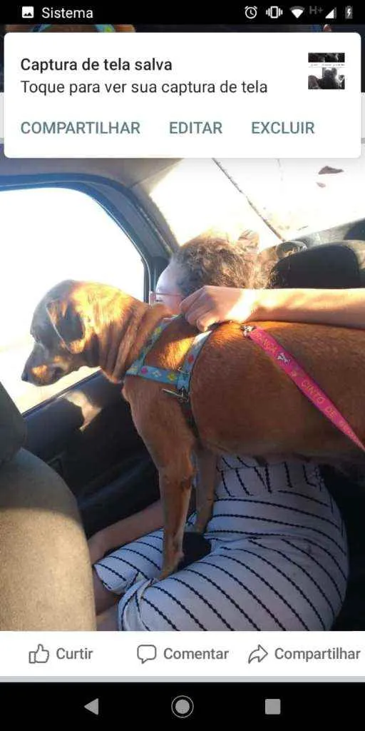 Cachorro ra a SRD idade 5 anos nome Malu