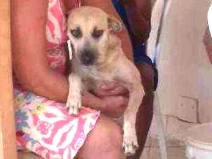 Cachorro ra a Raça Cão Sertanejo  idade 3 anos nome Olga
