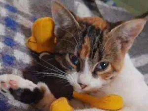 Gato raça Srd idade 2 a 6 meses nome Tina