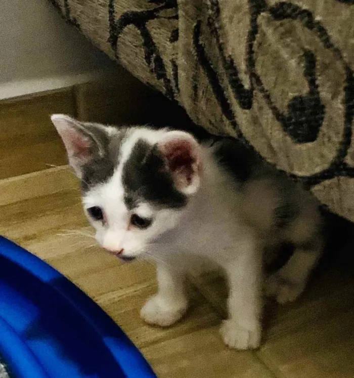 Gato raça Srd idade Abaixo de 2 meses nome Clovis