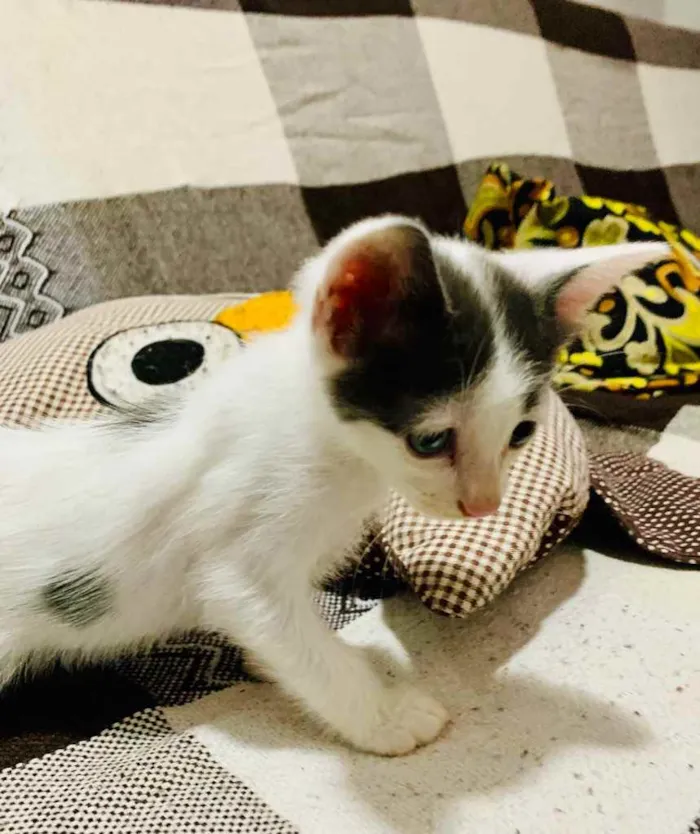 Gato raça Srd idade Abaixo de 2 meses nome Clovis