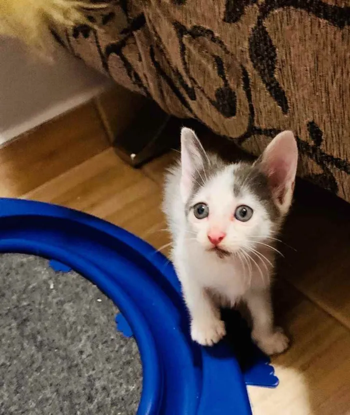 Gato raça Srd idade Abaixo de 2 meses nome Clovis