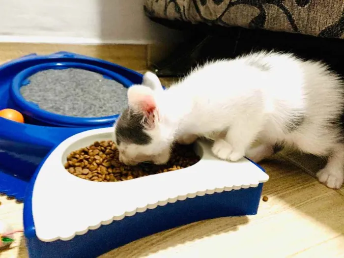 Gato raça Srd idade Abaixo de 2 meses nome Clovis
