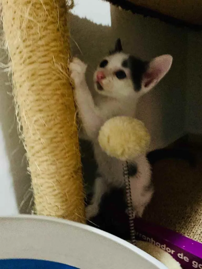 Gato raça Srd idade Abaixo de 2 meses nome Clovis