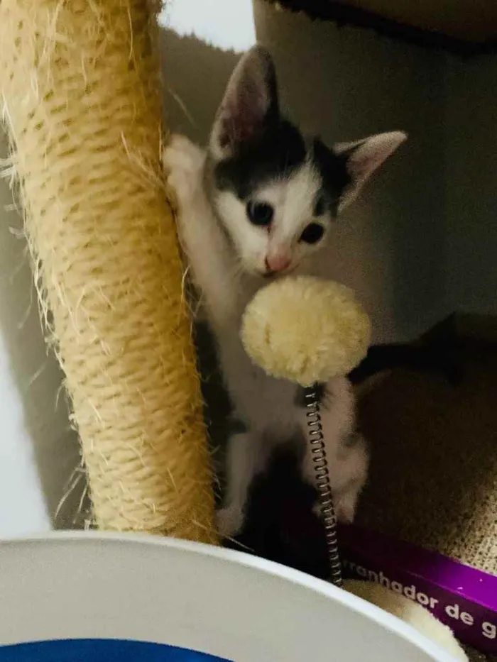 Gato raça Srd idade Abaixo de 2 meses nome Clovis