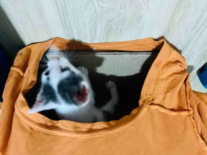 Gato raça Srd idade Abaixo de 2 meses nome Clovis