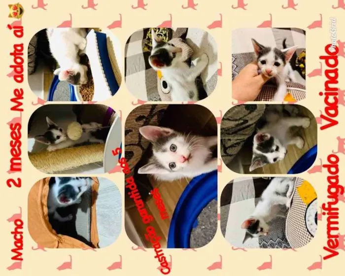 Gato raça Srd idade Abaixo de 2 meses nome Clovis