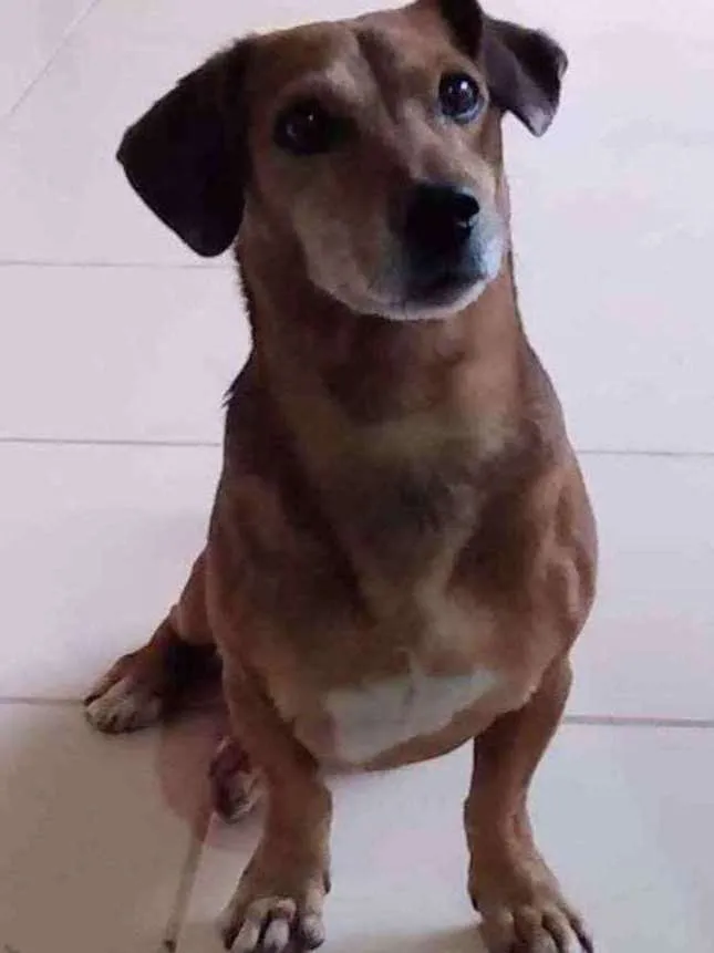 Cachorro ra a Mistura de cofape com pinscher idade 6 ou mais anos nome Scooby