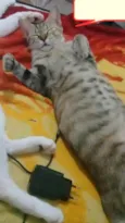mimi