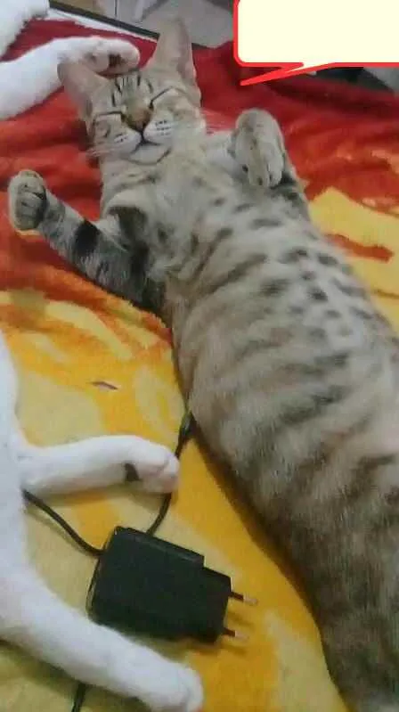 Gato raça não tem raça idade 1 ano nome mimi