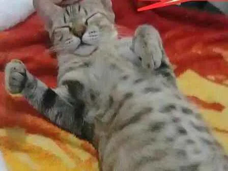 Gato raça não tem raça idade 1 ano nome mimi