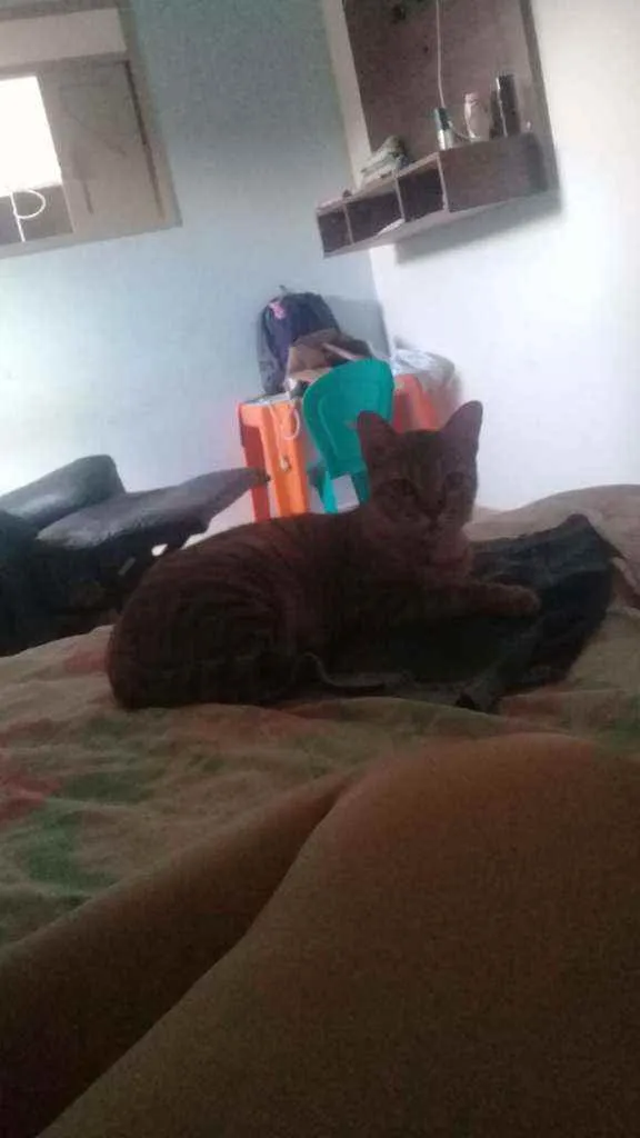 Gato raça não tem raça idade 1 ano nome mimi