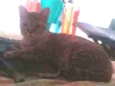 mimi