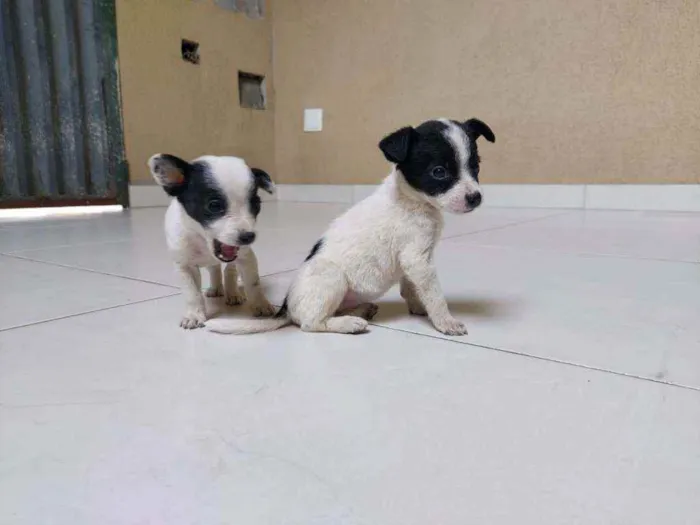 Cachorro raça Sem raça definida idade Abaixo de 2 meses nome Filhotes