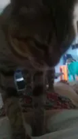 mimi