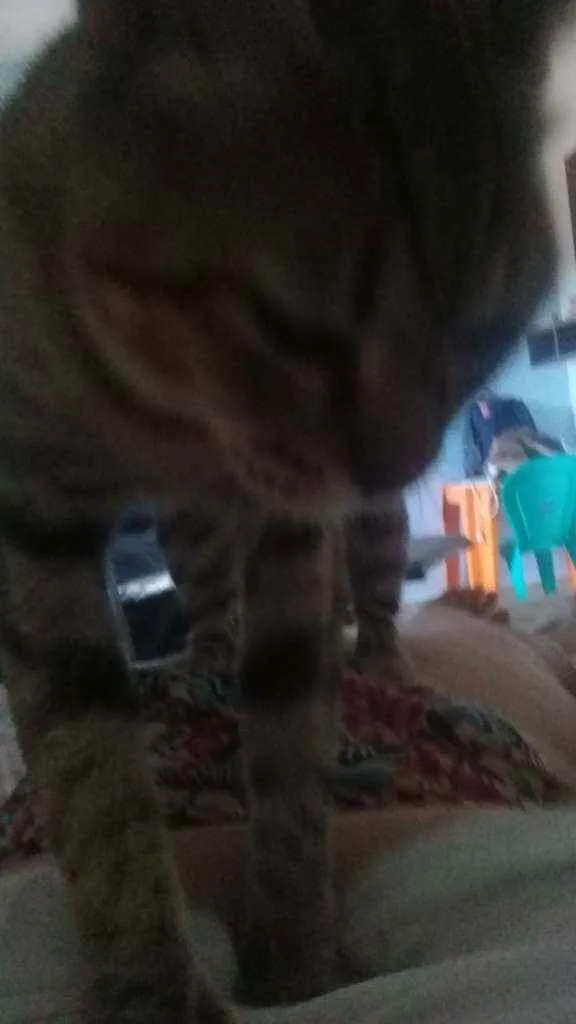 Gato raça não tem raça idade 1 ano nome mimi