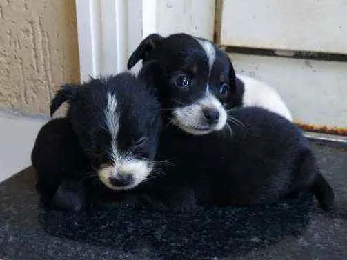 Cachorro raça Sem raça definida idade Abaixo de 2 meses nome Filhotes