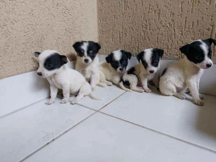 Cachorro raça Sem raça definida idade Abaixo de 2 meses nome Filhotes