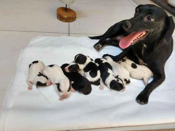 Cachorro raça Sem raça definida idade Abaixo de 2 meses nome Filhotes