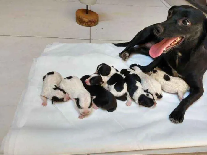 Cachorro raça Sem raça definida idade Abaixo de 2 meses nome Filhotes