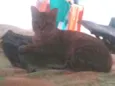 mimi