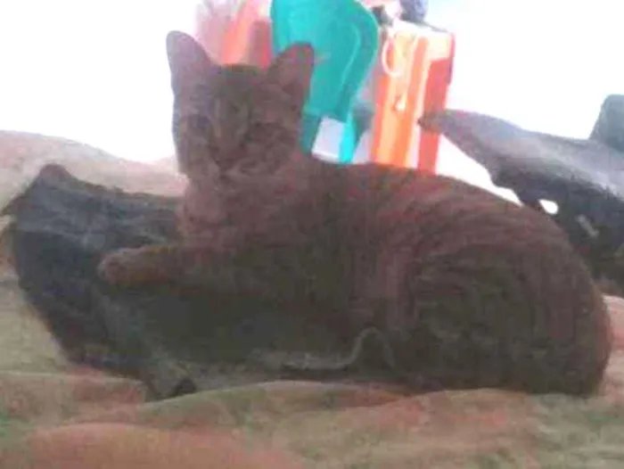 Gato raça não tem raça idade 1 ano nome mimi