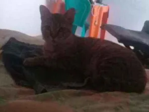 Gato raça não tem raça idade 1 ano nome mimi