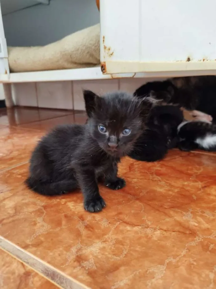 Gato raça SRD-ViraLata idade Abaixo de 2 meses nome Sem nome