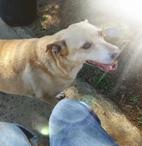 Cachorro ra a SRD-ViraLata idade 6 ou mais anos nome Carminha