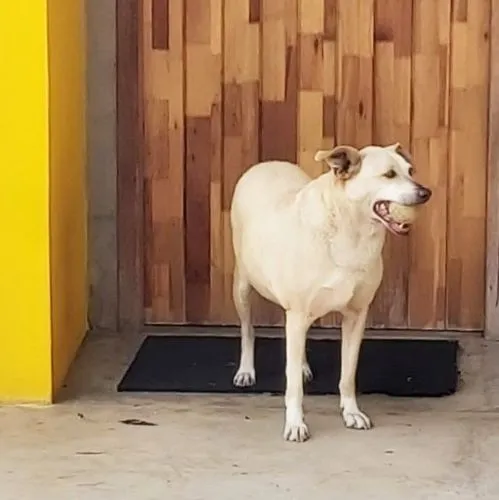 Cachorro ra a SRD-ViraLata idade 6 ou mais anos nome Carminha