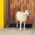 Carminha