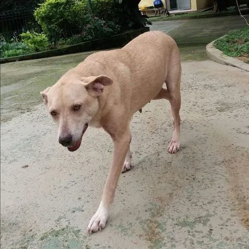 Cachorro ra a SRD-ViraLata idade 6 ou mais anos nome Carminha