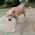 Carminha