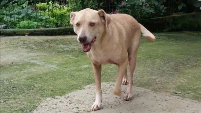 Cachorro ra a SRD-ViraLata idade 6 ou mais anos nome Carminha