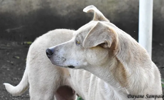 Cachorro ra a SRD-ViraLata idade 6 ou mais anos nome Carminha