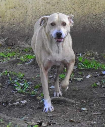 Cachorro ra a SRD-ViraLata idade 6 ou mais anos nome Carminha