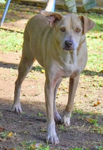 Cachorro ra a SRD-ViraLata idade 6 ou mais anos nome Carminha