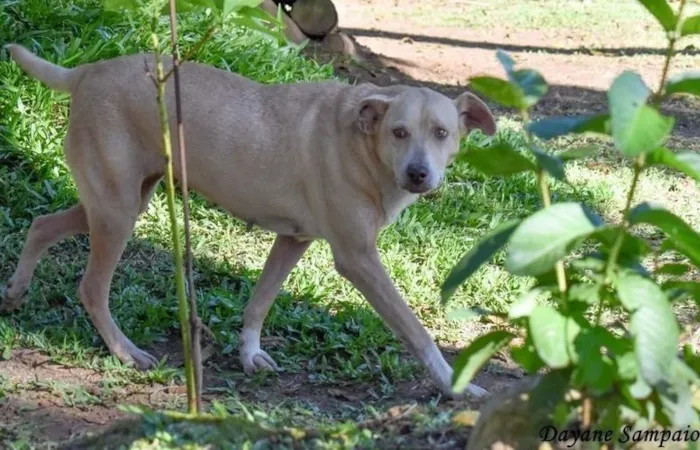 Cachorro ra a SRD-ViraLata idade 6 ou mais anos nome Carminha
