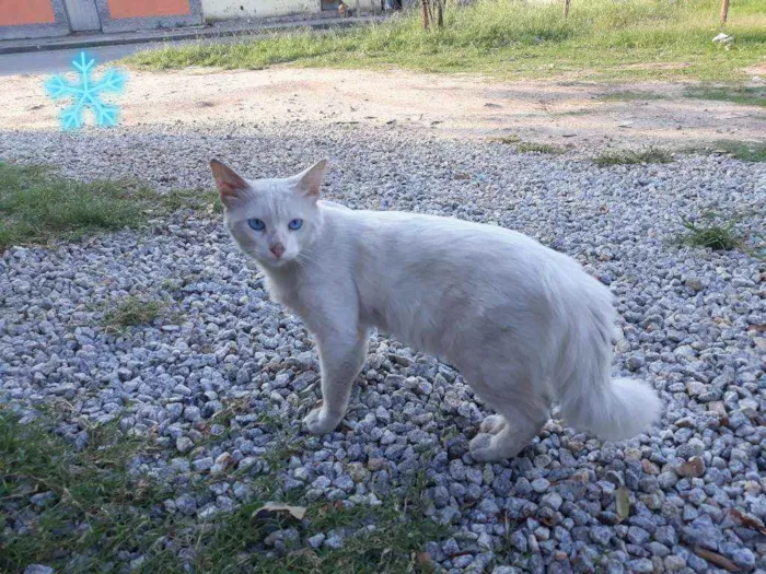 Gato ra a Srd idade  nome Anil