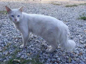 Gato raça Srd idade  nome Anil