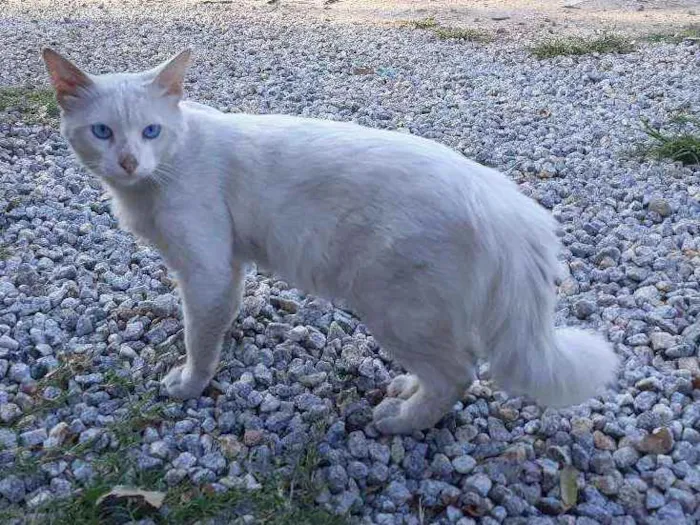 Gato ra a Srd idade  nome Anil