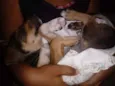 Benji