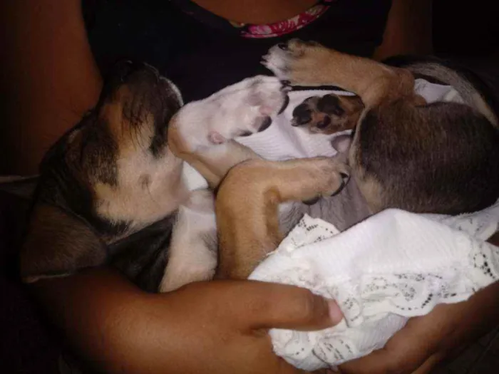 Cachorro raça Vira lata idade 2 a 6 meses nome Benji