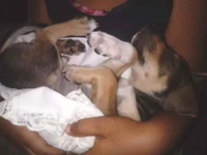 Cachorro raça Vira lata idade 2 a 6 meses nome Benji