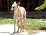 Cachorro raça Raça Cão Sertanejo  idade 3 anos nome Olga