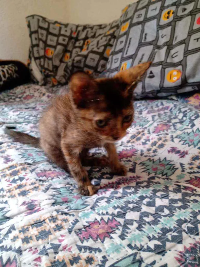 Gato ra a Sem raça definida  idade 2 a 6 meses nome Sem nome 