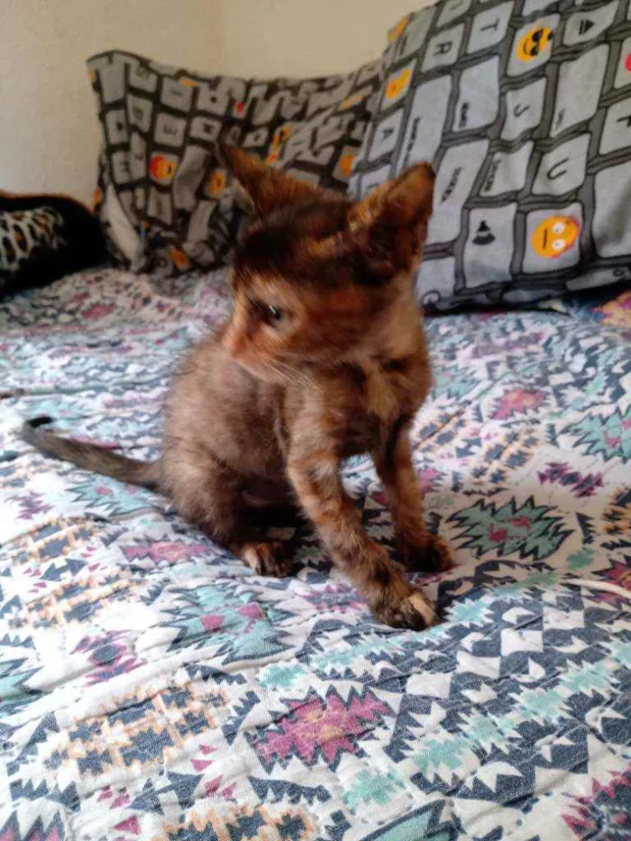 Gato ra a Sem raça definida  idade 2 a 6 meses nome Sem nome 