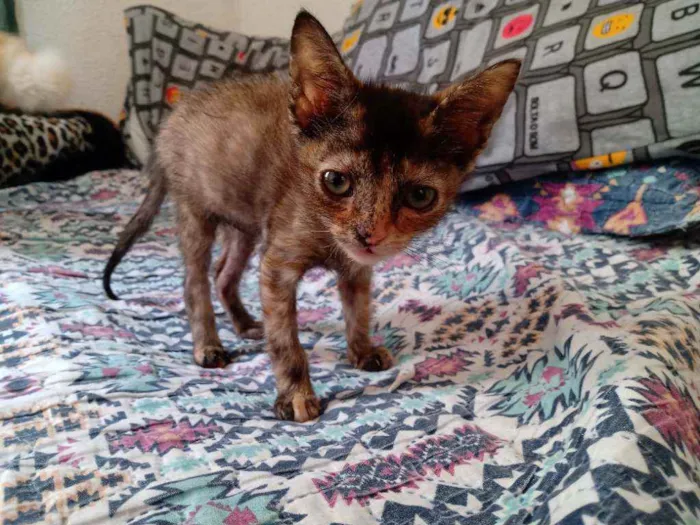 Gato ra a Sem raça definida  idade 2 a 6 meses nome Sem nome 