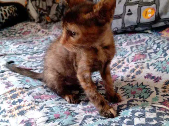 Gato ra a Sem raça definida  idade 2 a 6 meses nome Sem nome 