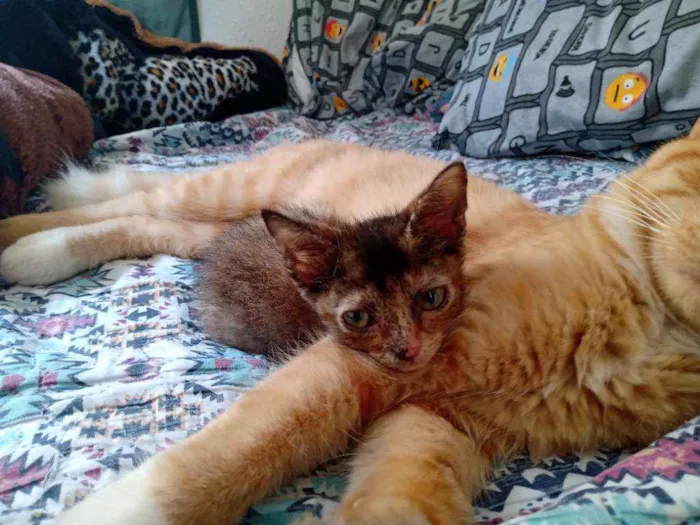 Gato ra a Sem raça definida  idade 2 a 6 meses nome Sem nome 